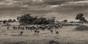 Sepia toned wildebeest migration photo