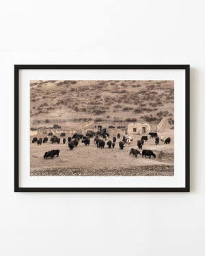 Tibetan yak herd beside stone enclosures and a small rural building on dry ground.