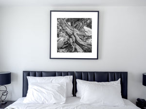 Bristlecone texture captured in bright mountain light