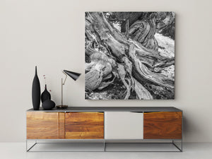 Weathered pine tree stump close-up