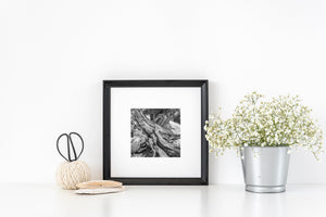 High-altitude desert tree form in California