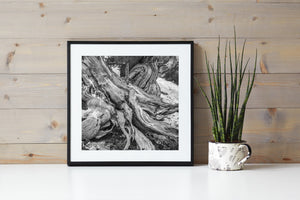 Twisted ancient wood on rocky slope