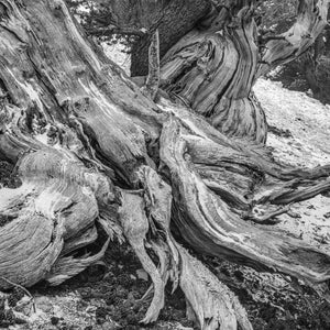 Aged tree remains in dry alpine landscape