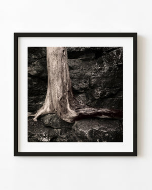 Tree roots spread across wet granite in Algonquin in black and white.