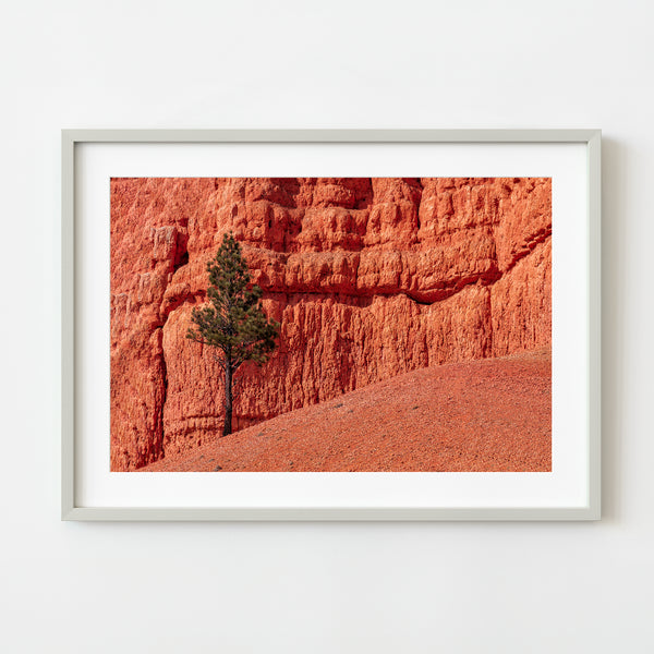 Lone tree against red rock