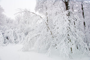 Snow Laden Trees Bending in Winter Forest Photography