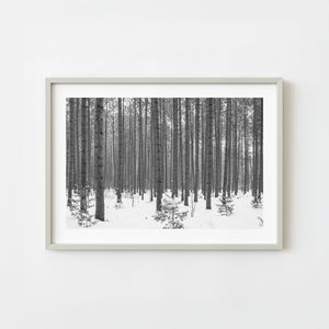 Snow covered trees in a winter forest in Haliburton Ontario