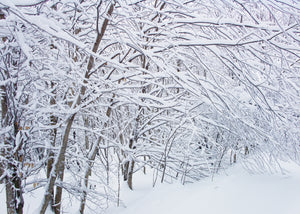 Dense forest branches coated in fresh winter snow
