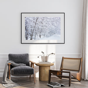 Ontario winter forest scene with tangled snowy branches