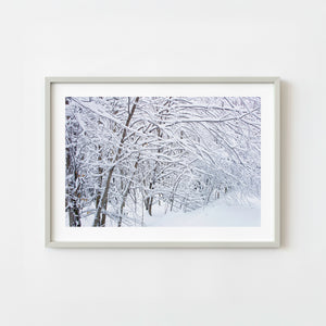Snow covered trees in Haliburton Ontario winter forest