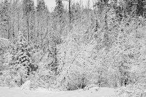 Black and white winter trees with fresh snowfall