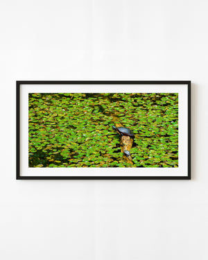 Two turtles resting on a log among dense green lily pads.