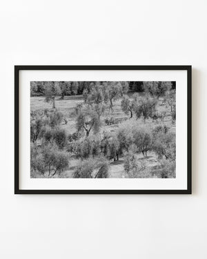 Olive trees scattered across a grassy Tuscan hillside in black and white.