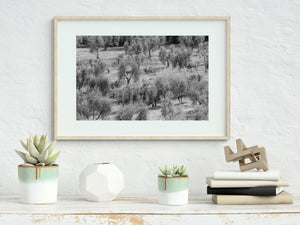 Tuscan olive grove with bright leaves and dark branching trunks.