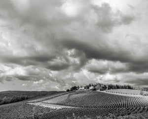 A farmhouse and cypress trees crown a vineyard-covered Tuscan hillside.
