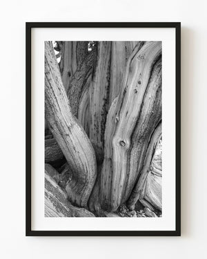 Twisted bristlecone pine trunk with flowing grain and weathered bark in black and white.