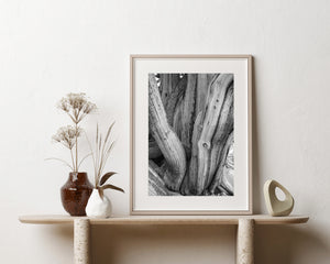 Layered grain and rugged bark form abstract patterns in a bristlecone pine trunk.