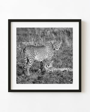 Two Serengeti cheetahs, one standing and one resting, in black and white.