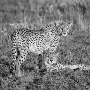 Serengeti safari wildlife fotografie kunstwerk
