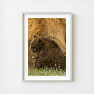 Brown bear cub sitting beside mother in Alaska wilderness