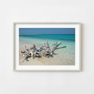 Driftwood resting in shallow clear water at Dry Tortugas Florida