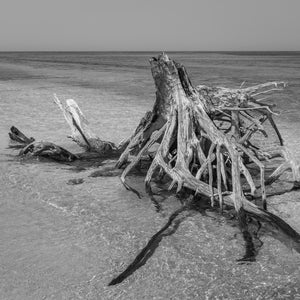 Driftwood shoreline scene at Dry Tortugas in black and white