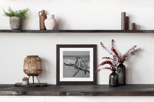 Driftwood structure in shallow water Dry Tortugas black and white