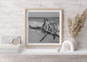 Serene coastal driftwood scene in black and white photography