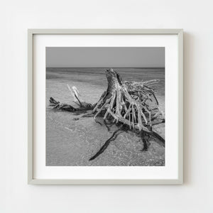 Black and white driftwood resting in shallow water at Dry Tortugas