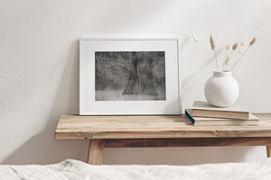Cypress tree trunks emerging from fog covered lake surface