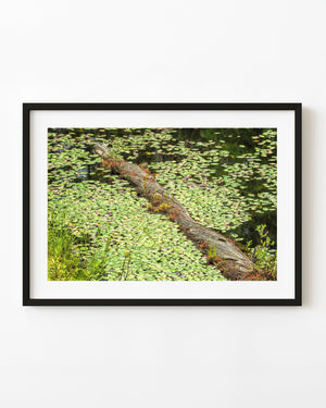 Fallen log surrounded by green lily pads in an Ontario pond.