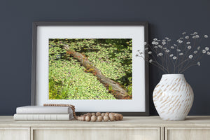Small plants growing on an old log among bright green lily pads.