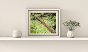 Weathered timber crossing a green lily-covered pond.