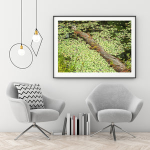 Sunlit lily pads surrounding a mossy fallen log in calm water.