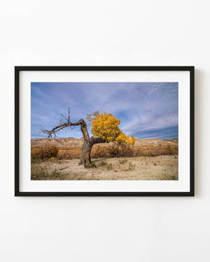 Weathered cottonwood tree with golden autumn leaves in a dry landscape