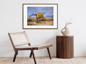 Autumn cottonwood standing before dry rolling hills