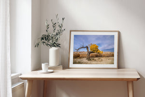 Golden autumn cottonwood with a twisted trunk and sandy ground
