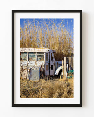 Weathered white school bus among tall dry reeds in California