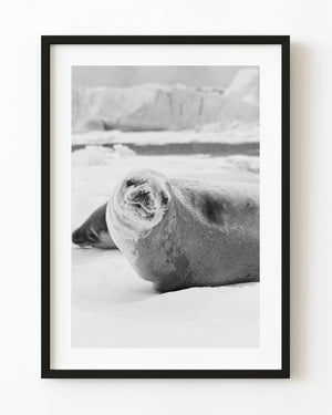 Weddell seal resting on Antarctic ice in black and white