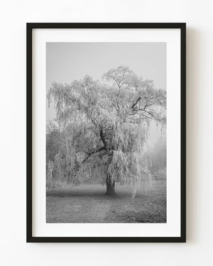 Weeping willow in a foggy park photographed in monochrome