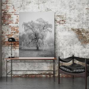Graceful willow branches above grass on a foggy day