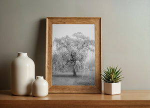 Weeping willow silhouette and softly obscured trees in black and white