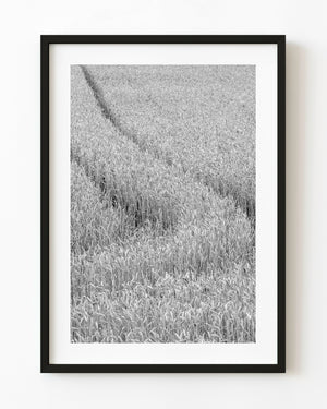 Tractor tracks through a wheat field in black and white