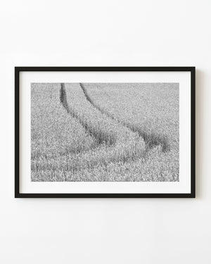 Curving tractor tracks through a wheat field in black and white
