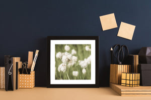 Natural world wall art featuring rare alpine flora in soft light