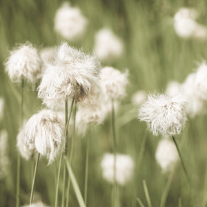 Delicate white wildflower growing in rocky mountain terrain