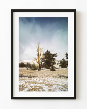 Bristlecone pine with bare golden branches beneath a cloud-filled blue sky in California’s White Mountains.