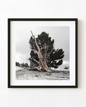 Twisted bristlecone pine trunk in the snowy White Mountains