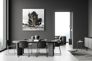 White Mountains pine with exposed twisting grain and evergreen foliage