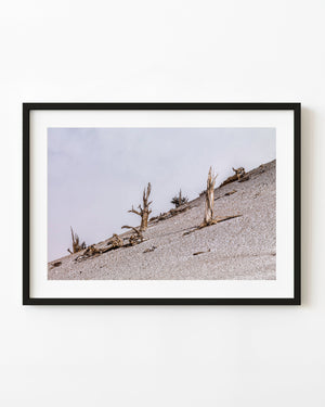 Weathered trees on a pale slope in California’s White Mountains